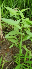 Persicaria arifolia