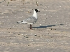 Chroicocephalus ridibundus