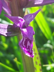 Dactylorhiza lapponica