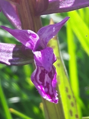 Dactylorhiza lapponica