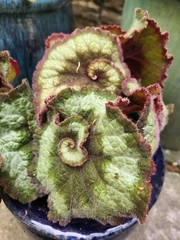 Begonia rex-cultorum