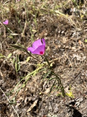 Clarkia gracilis sonomensis
