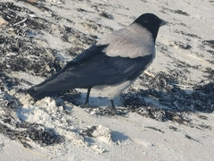 Corvus cornix