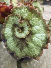 Begonia rex-cultorum