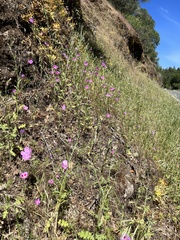 Clarkia gracilis sonomensis