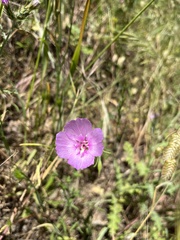 Clarkia gracilis sonomensis
