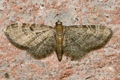 Eupithecia haworthiata