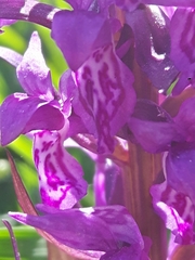 Dactylorhiza lapponica