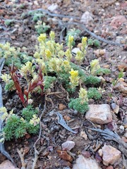 Cusickiella quadricostata