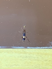 Trogomorpha arrogans