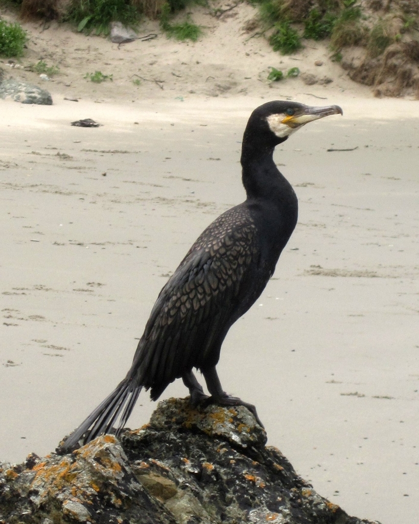 Great Cormorant (Birds of Serbia - guide - old) · iNaturalist