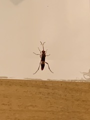 Trogomorpha arrogans