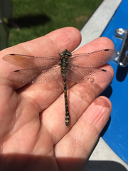 Gomphaeschna furcillata