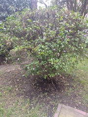 Brunfelsia pauciflora
