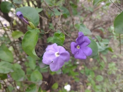 Brunfelsia pauciflora