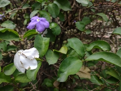 Brunfelsia pauciflora