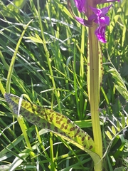 Dactylorhiza lapponica