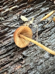 Conocybe velutipes