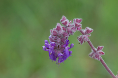Salvia nutans