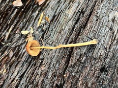 Conocybe velutipes