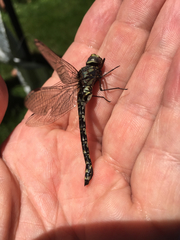 Gomphaeschna furcillata