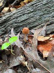 Conocybe velutipes