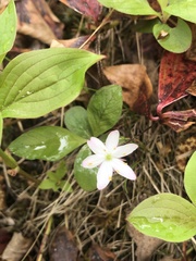 Lysimachia europaea