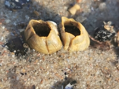 Amphibalanus improvisus