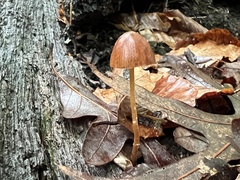 Conocybe velutipes