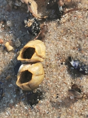 Amphibalanus improvisus