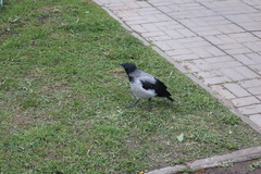 Corvus cornix