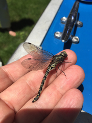 Gomphaeschna furcillata