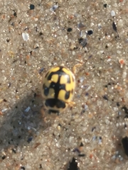 Propylea quatuordecimpunctata