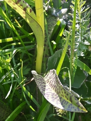 Dactylorhiza lapponica
