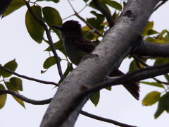 Myiarchus stolidus