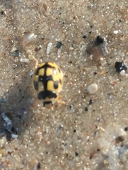 Propylea quatuordecimpunctata