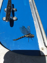 Gomphaeschna furcillata