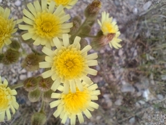 Andryala integrifolia