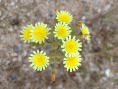 Andryala integrifolia