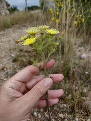 Andryala integrifolia