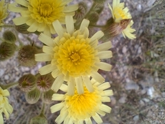 Andryala integrifolia