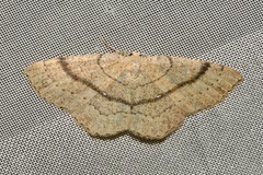 Cyclophora ruficiliaria