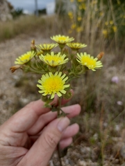 Andryala integrifolia