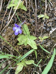 Pinguicula mundi