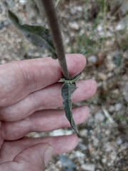 Andryala integrifolia