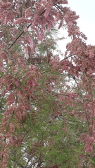 Tamarix tetrandra