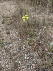 Andryala integrifolia