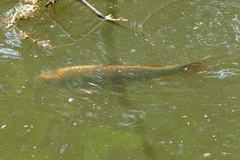 Cyprinus carpio