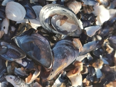 Mytilus trossulus