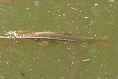 Cyprinus carpio
